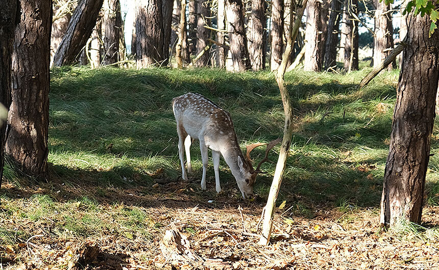 A fallow deer stag in the Amsterdamse Waterleidingduinen in Zandvoort