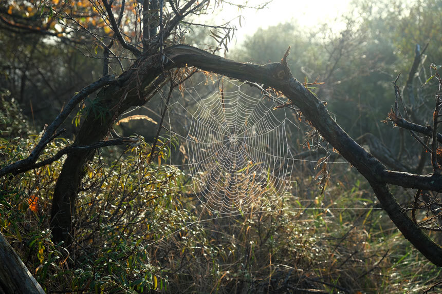 A spider's web on a misty autumn morning in the Amsterdamse Waterleidingsduinen