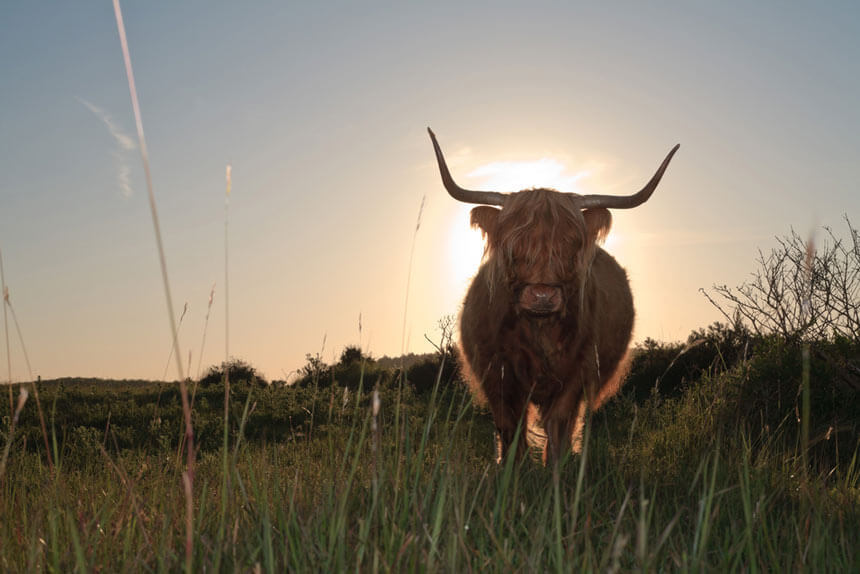 A Scottish Highland cow in the Zuid-Kennemerland National Park