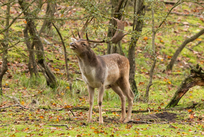 A stag roaring during the autumn rut in the Zuid-Kennemerland National Park