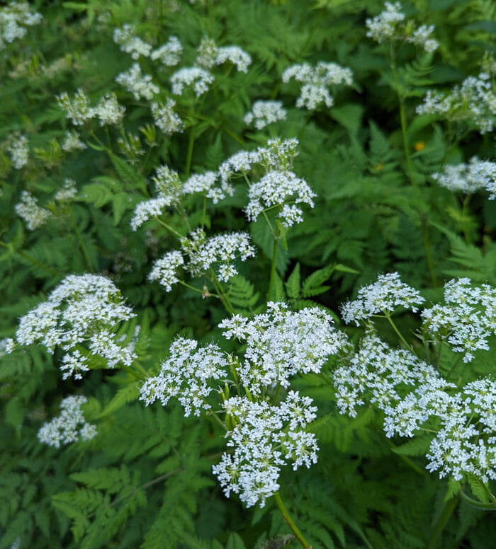 Flowers along the canal towpath