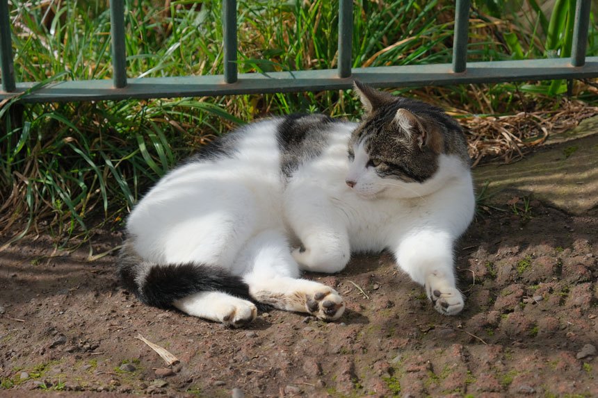 The cat who hangs out at the viewpoint. She gets a lot of attention!