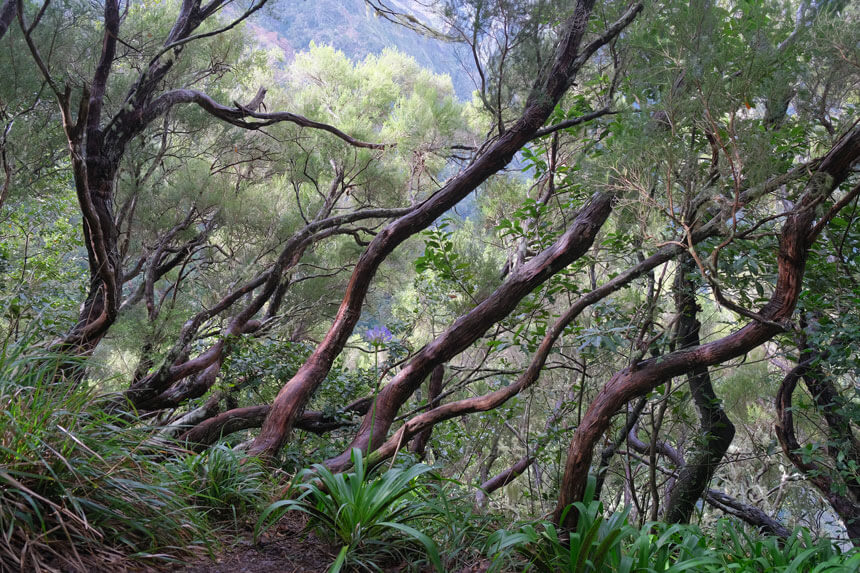 You can see laurel forest all around you on this easy levada walk.