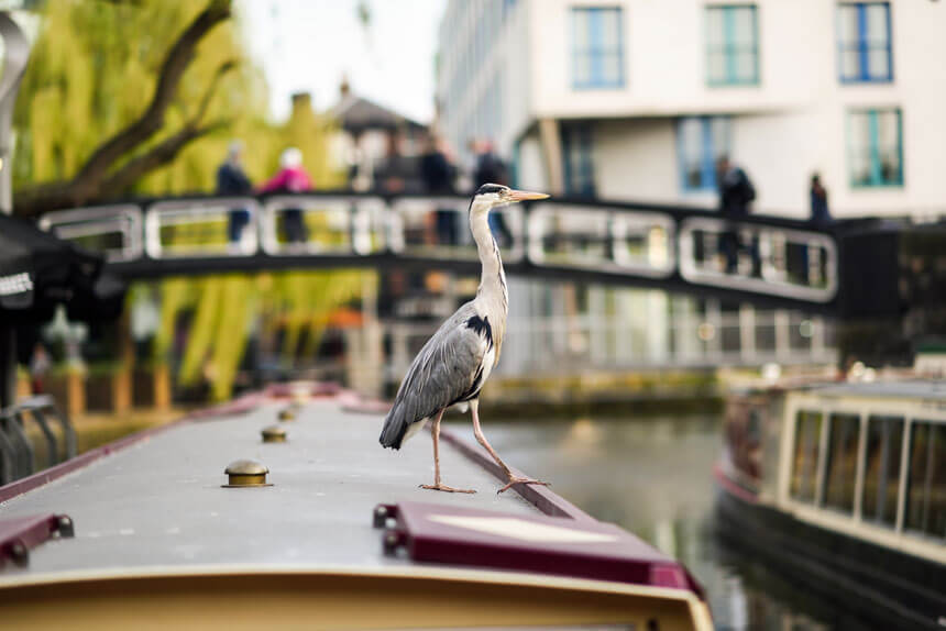 A heron sat on the roof of a barge in Little Venice, London