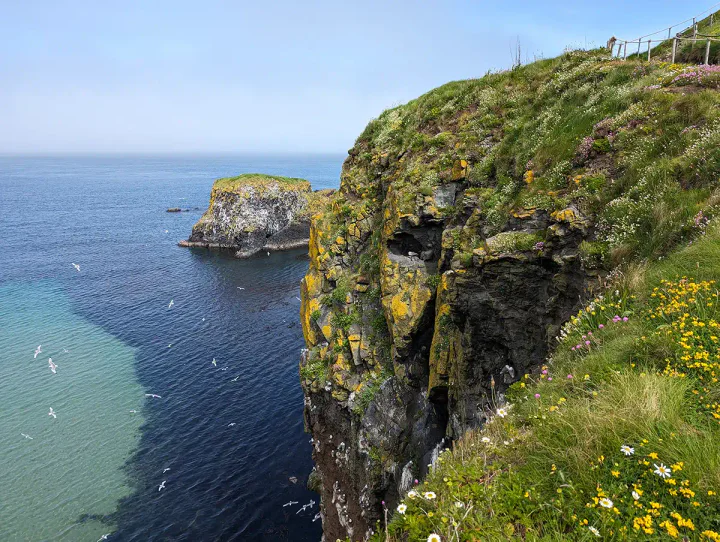 Sea birds flying around rocky cliffs