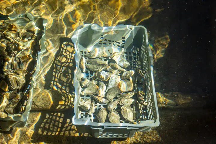 Oysters in a box underwater at an oyster farm in Arcachon bay