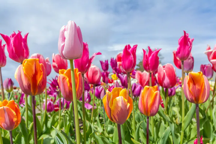 Pink and orange tulips in a field