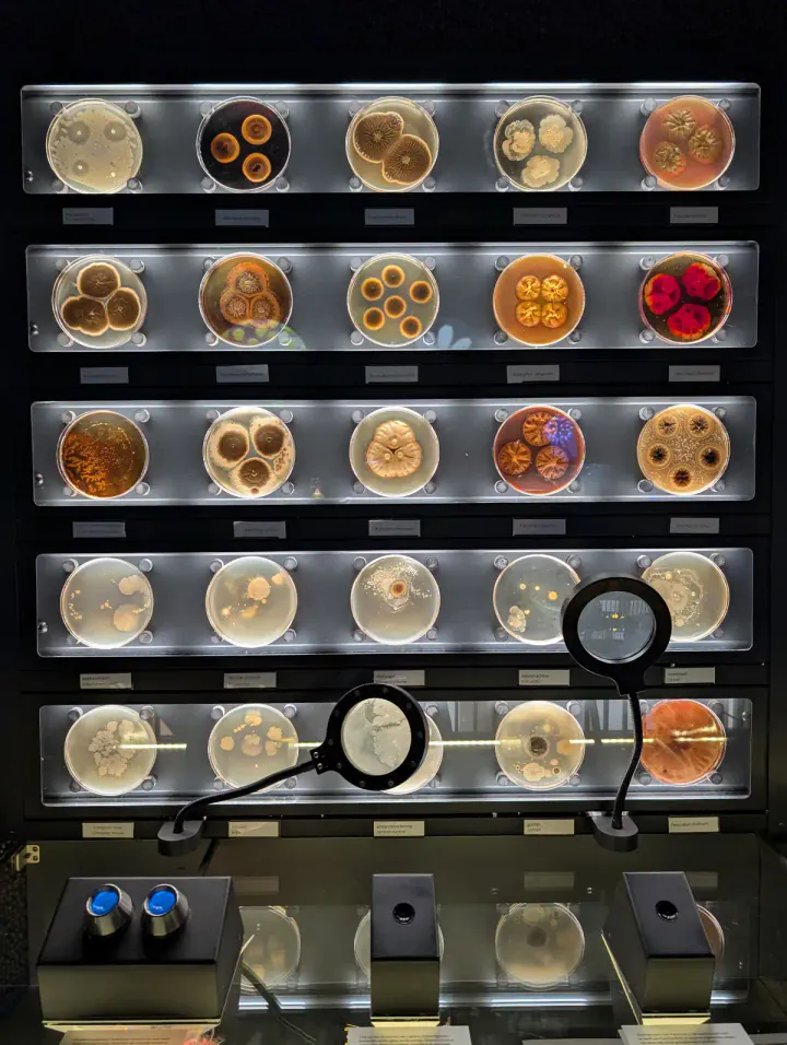 A backlit display of petri dishes with different types of microbes at Artis Micropia, one of my favourite museums in Amsterdam