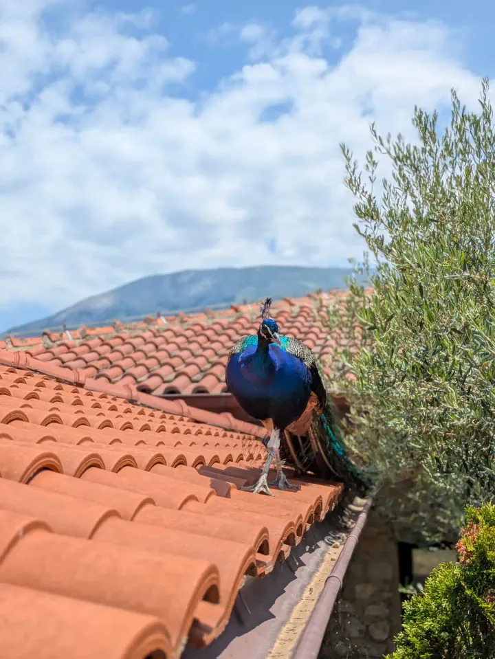 A peacock stood on a red tiled roof