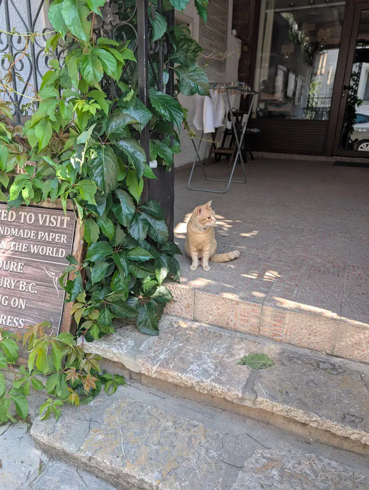 A cat sat on the doorstep of the Workshop for Handmade Paper