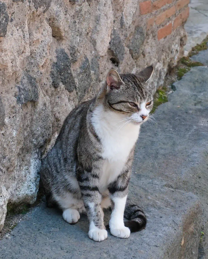 A cat at Pompeii
