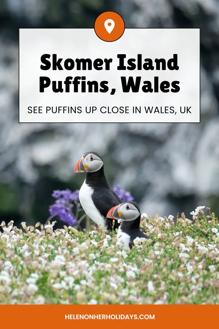 Skomer Island Puffins, Wales: See Puffins Up Close in Wales, UK