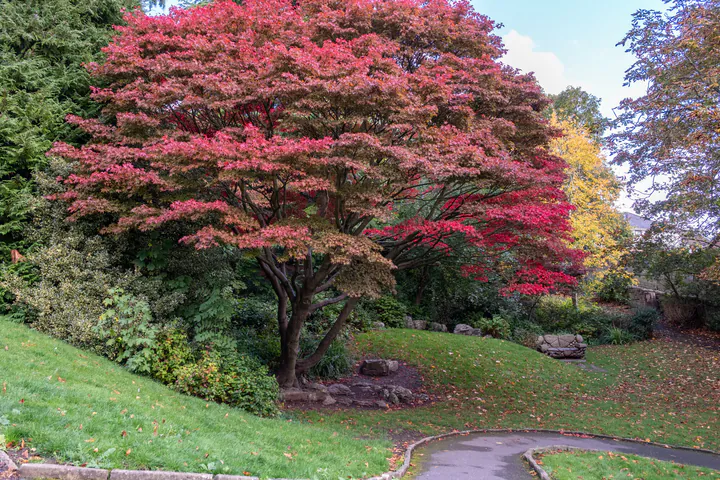 A tree with bright red leaves in a a park