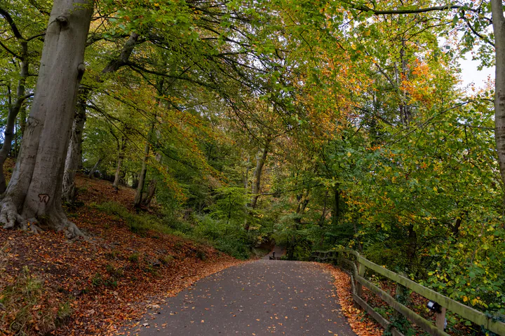 A path through the woods; the leaves are changing colour and there are fallen leaves on the ground