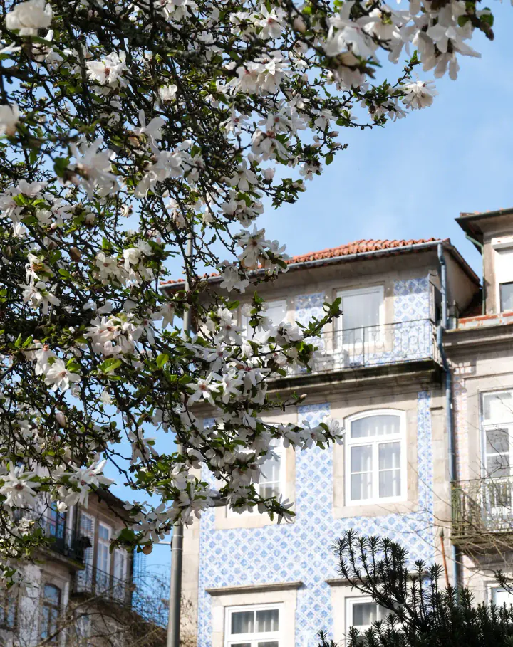 A magnolia tree in bloom against a blue sky and a building covered in blue and white tiles.