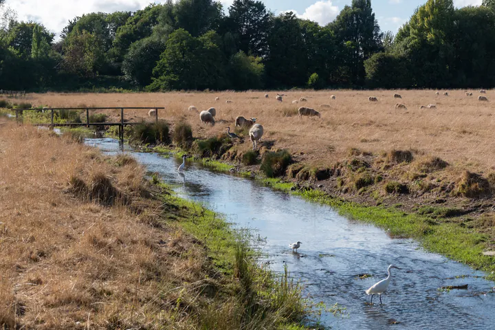 A water channel through a field. There are sheep in the field and birds in the water.