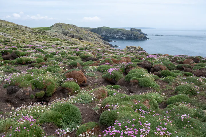 A beautiful view of Skomer's western coast. There are lots of little purple flowers.