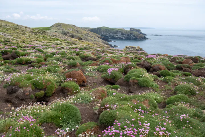 A beautiful view of Skomer's western coast. There are lots of little purple flowers.
