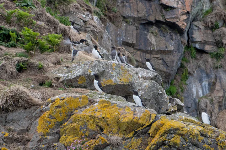 A rocky cliff on Skomer Island with guillemots and razorbills