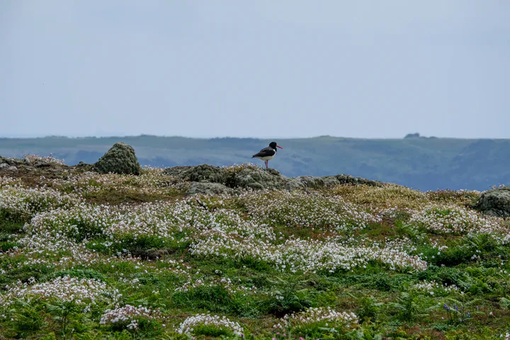 An oystercatcher in a flower-filled part of the island