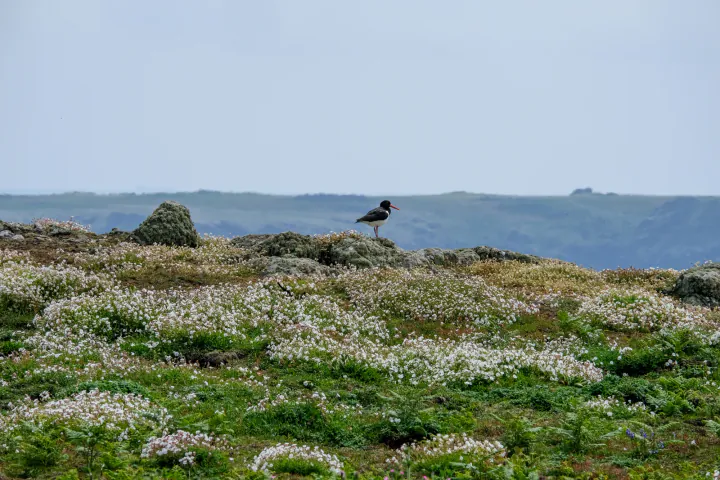 An oystercatcher in a flower-filled part of the island