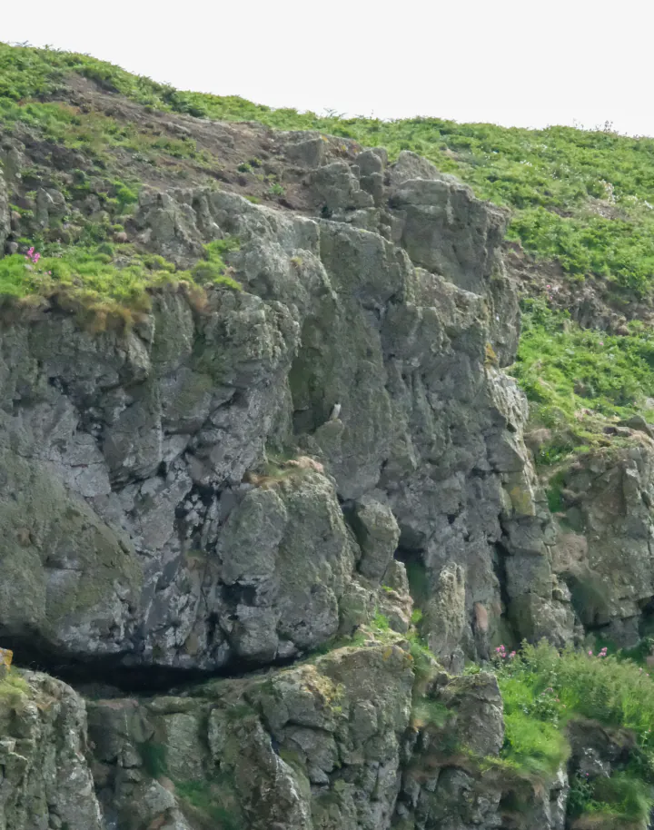 A sea cliff with a blurry spot in the middle that I promise is a peregrine falcon