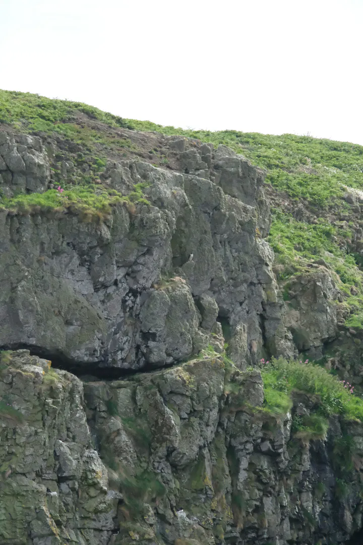 A sea cliff with a blurry spot in the middle that I promise is a Peregrine Falcon