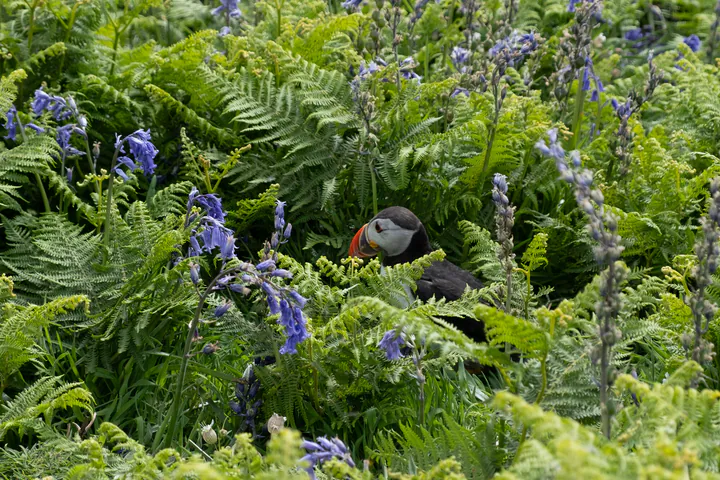 A puffin in the middle of bluebells and ferns