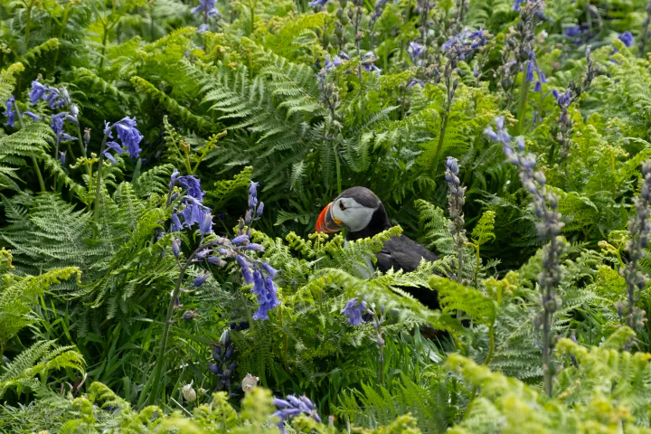 A puffin in the middle of bluebells and ferns