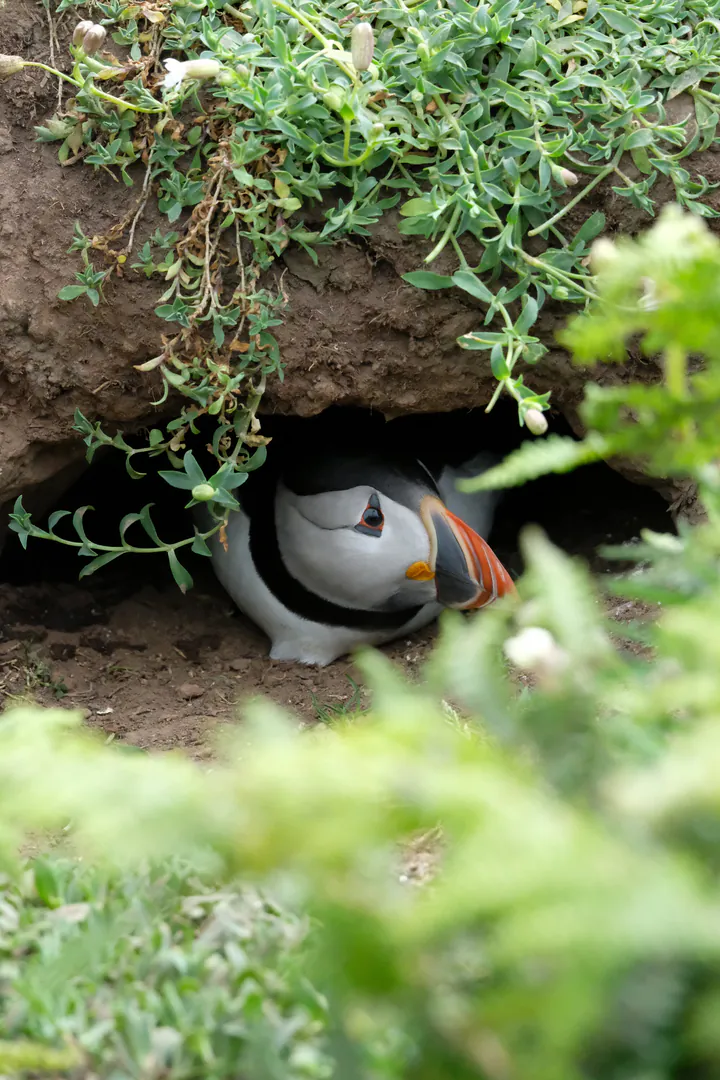 A puffin poking its head out of its burrow