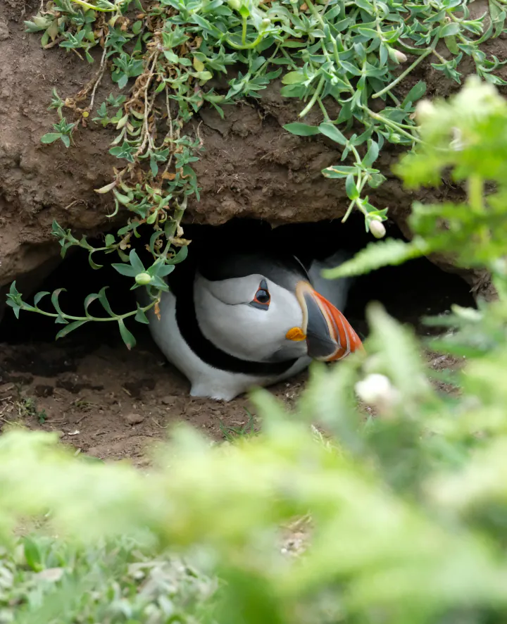 A puffin poking its head out of its burrow