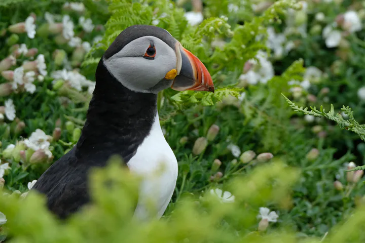 A close-up photograph of a puffin surrounded by flowers on Skomer Island, Wales