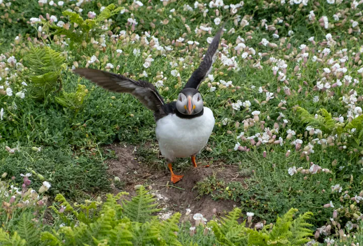 A Skomer Island puffin stretching its wings
