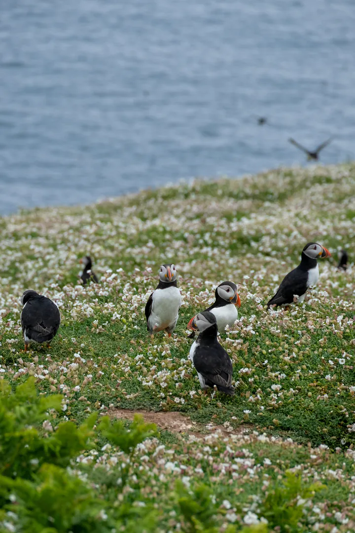 A group of puffins on a cliff above the sea