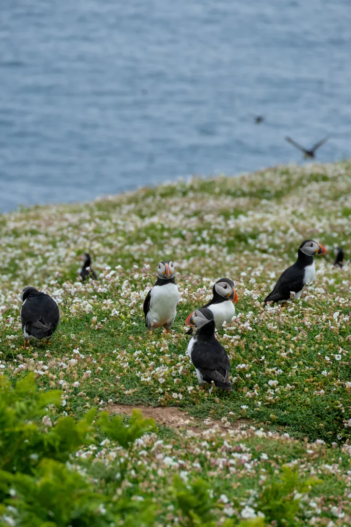 A group of puffins on a cliff above the sea