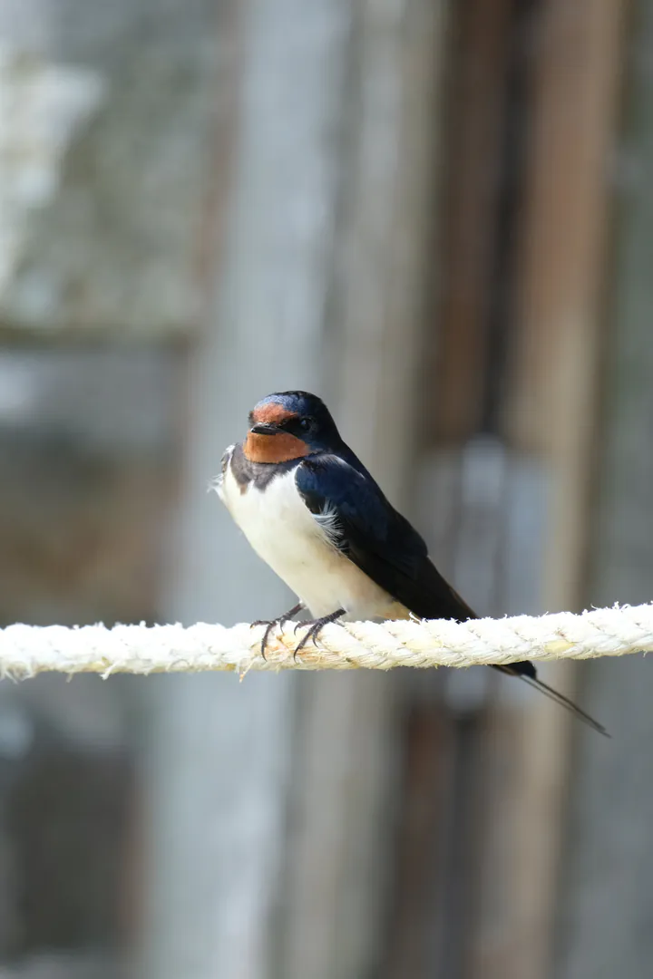 A swallow perched on a rope