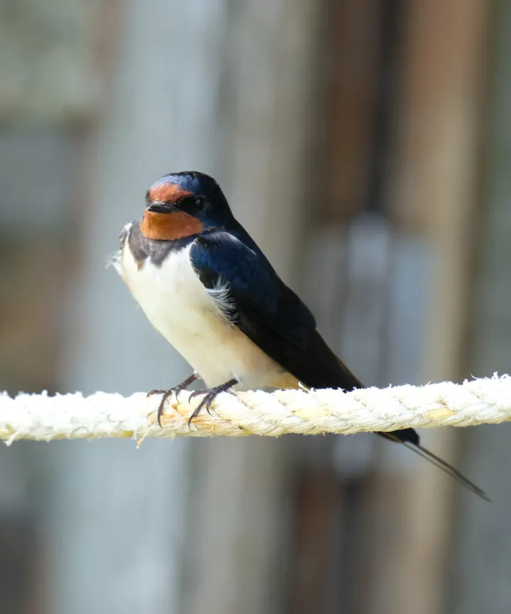 A swallow perched on a rope