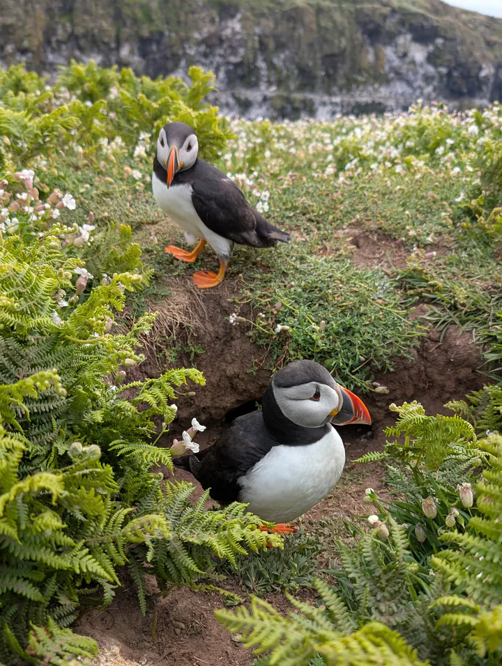 Two puffins at their burrow