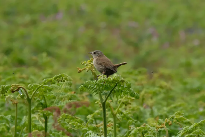 A tiny brown wren perched on ferns