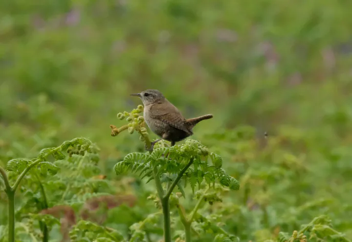 A tiny brown wren perched on ferns