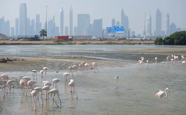 How to see wild flamingos in Dubai