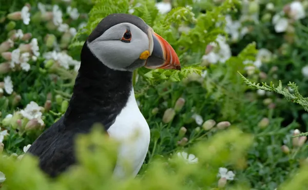 A puffin on Skomer Island Wales