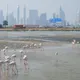 Watching Flamingos in Dubai