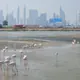 Watching Flamingos in Dubai