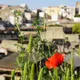 herculaneum-featured-860×530