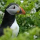 Skomer Island: How to see puffins in Wales