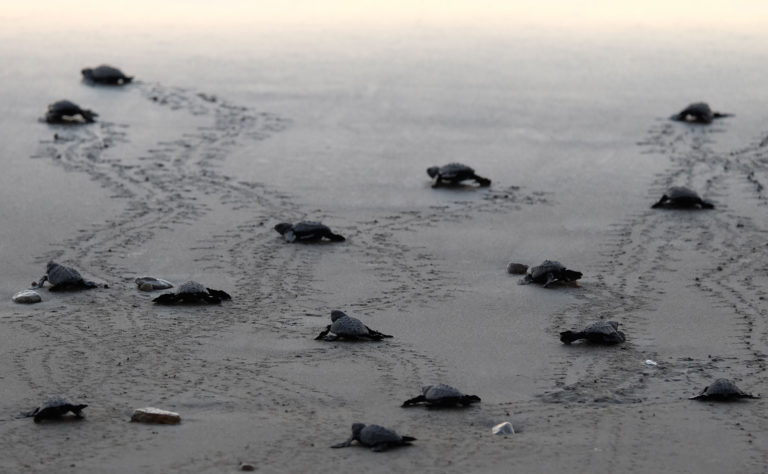 Baby turtles heading for the sea