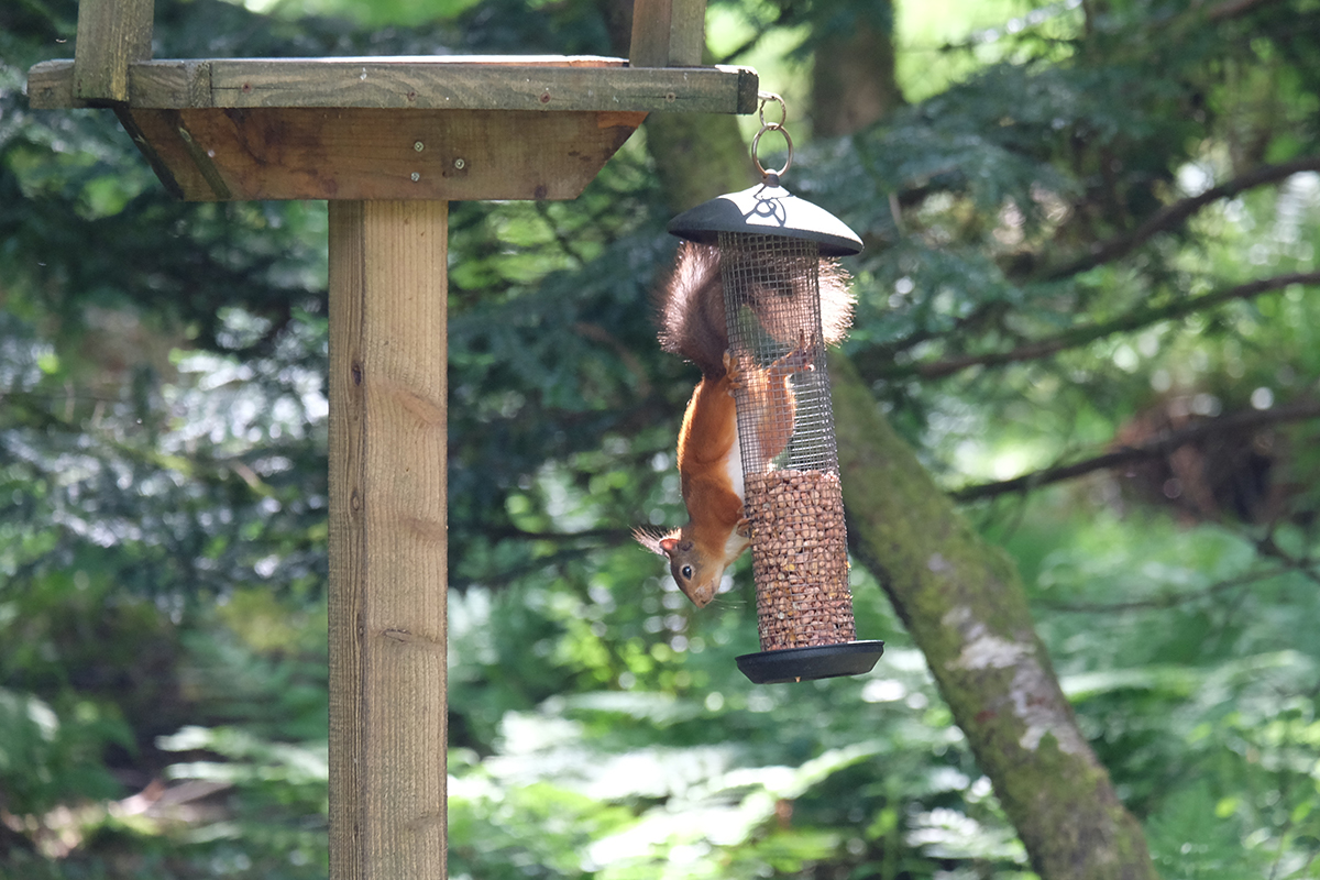 A red squirrel at Kirroughtree in the Galloway Forest Park