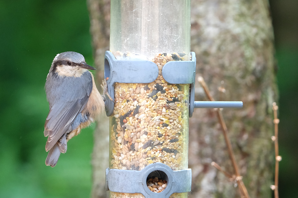 A treecreeper looking rather dashing while getting an easy meal