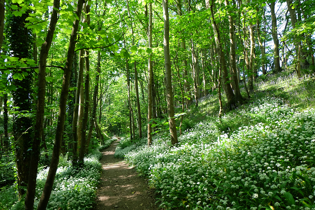 The path to the beach and St Ninian's Cave, lined with wild garlic